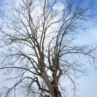Looking up a huge old Maple Tree in Winter