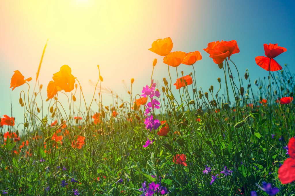 Poppy flowers against the sky in bright sunlight