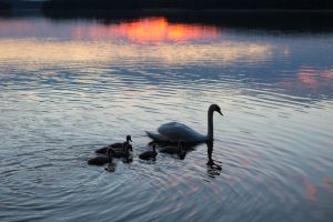Silhouettes of swans family swimming on evening lake