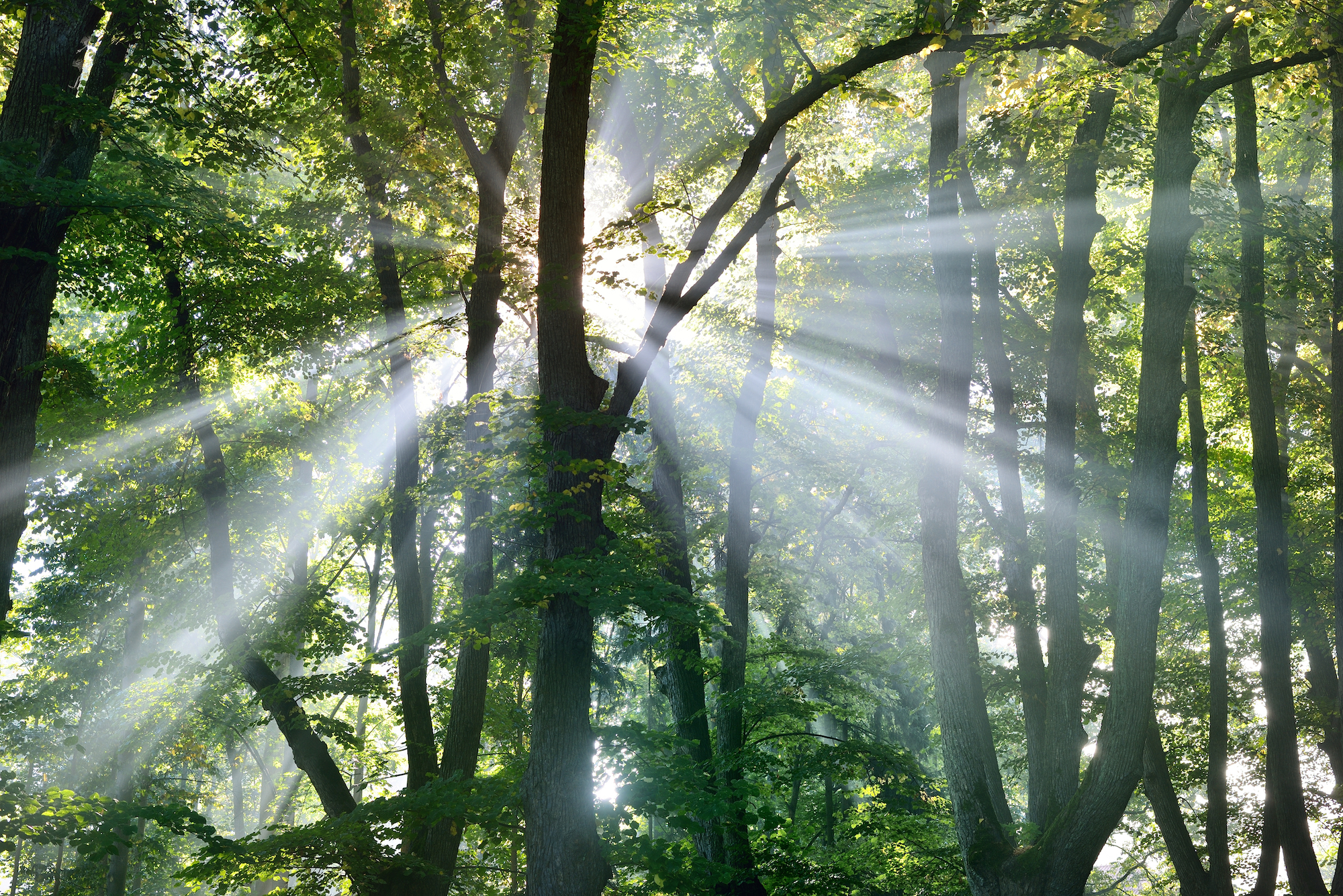 Strong beautiful fog and sunbeams in the forest